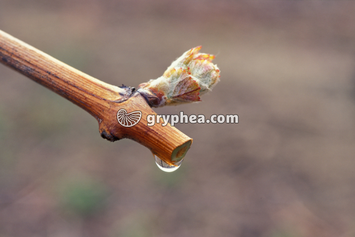 Vigne (Vitis vinifera) - montée de la sève au printemps ( - gryphea.com
